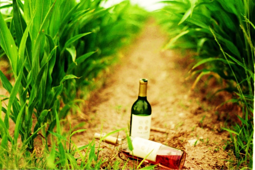 Wine Bottles 