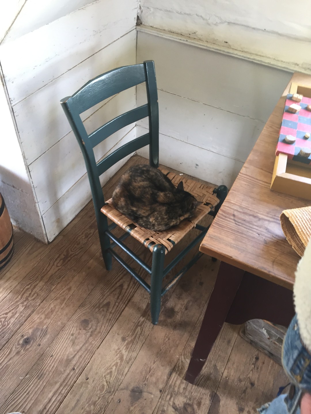 Snug as a cat on a chair